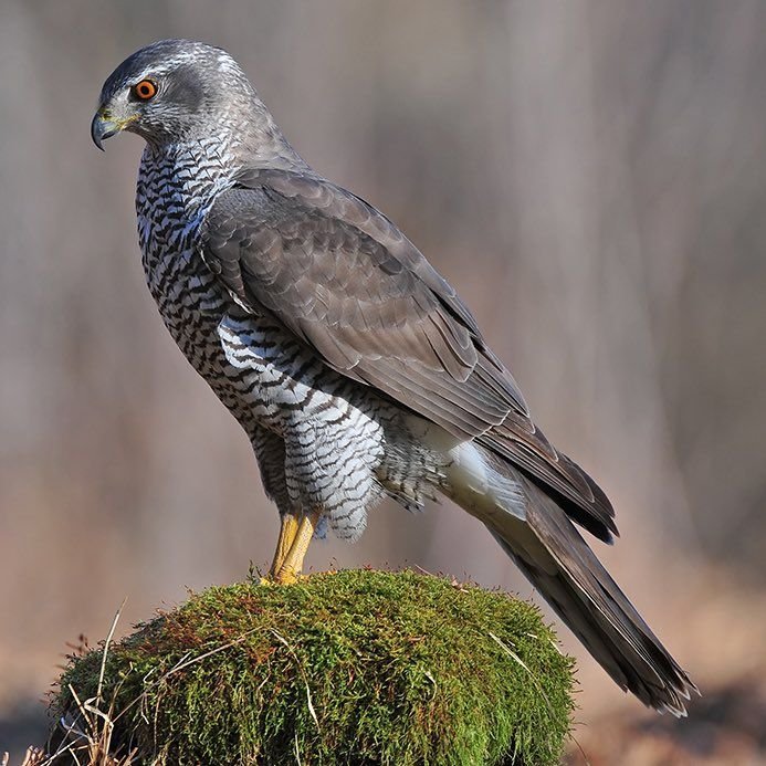 Gabar Goshawk